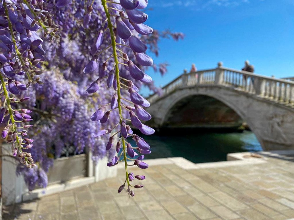 SimonVenturini's tweet photo. #VENEZIA • Che #colori e che profumo!

In queste settimane la città si è colorato del lilla dei #glicini.

Girando tra calli, ponti e canali questi splendidi fiori sono spuntati ovunque.

Un bellissimo spettacolo! https://t.co/x4xcXqS2fn