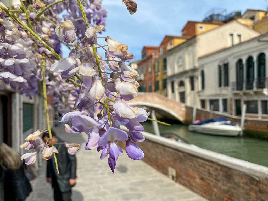 SimonVenturini's tweet photo. #VENEZIA • Che #colori e che profumo!

In queste settimane la città si è colorato del lilla dei #glicini.

Girando tra calli, ponti e canali questi splendidi fiori sono spuntati ovunque.

Un bellissimo spettacolo! https://t.co/x4xcXqS2fn