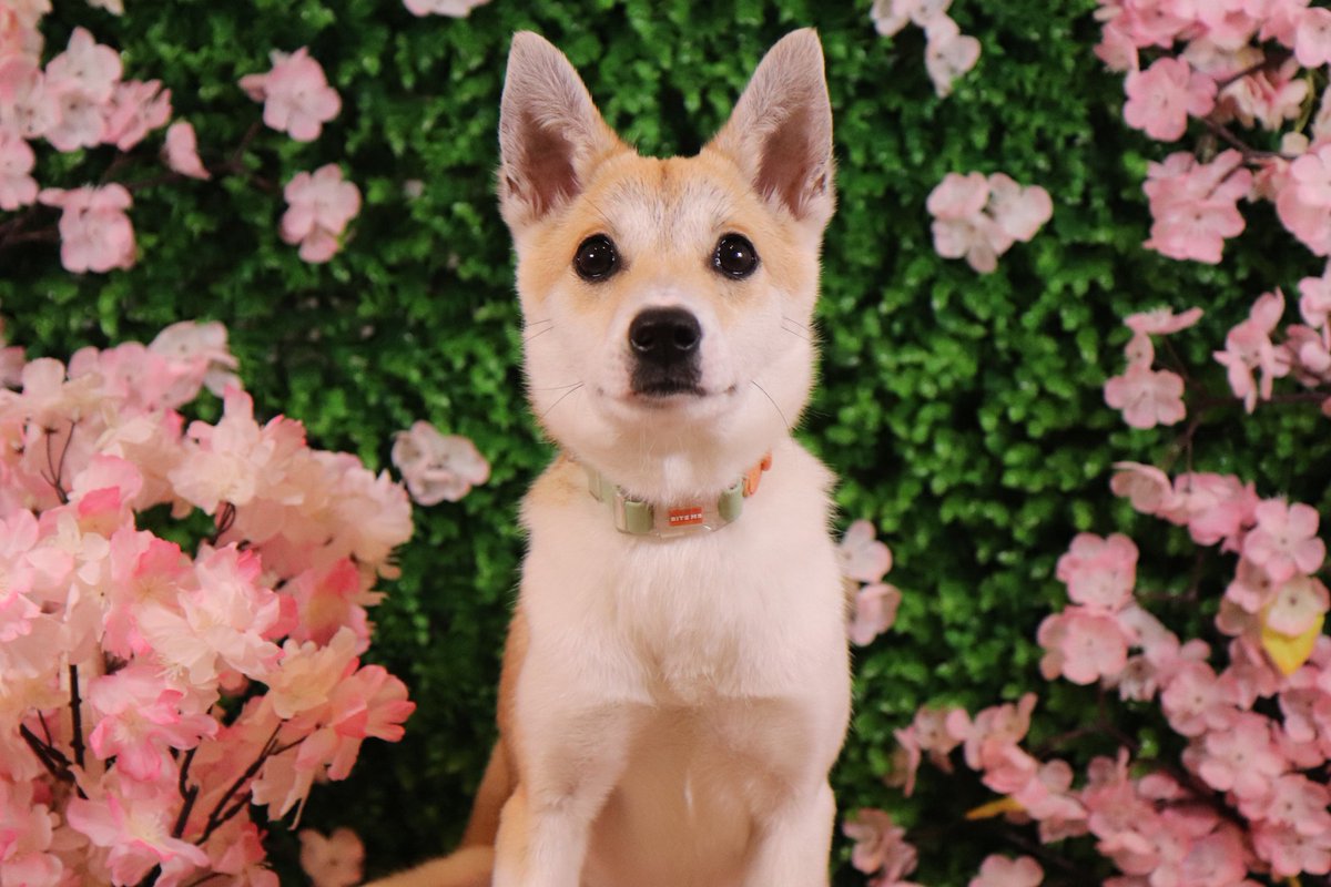 진짜 이해 못하겠는게...이렇게 생겼는데
왜 입양 문의가 하나도 없지??????

진짜 그냥 믹스견이라 그런가???
말도 안된다 진짜...;;;

성격도 완벽하고, 크기도 작고(5kg도 안됨)
짖음도 1도 없고, 개들이랑도 잘지냄...
심지어 아직 7개월밖에 안돼서 아가아가해...