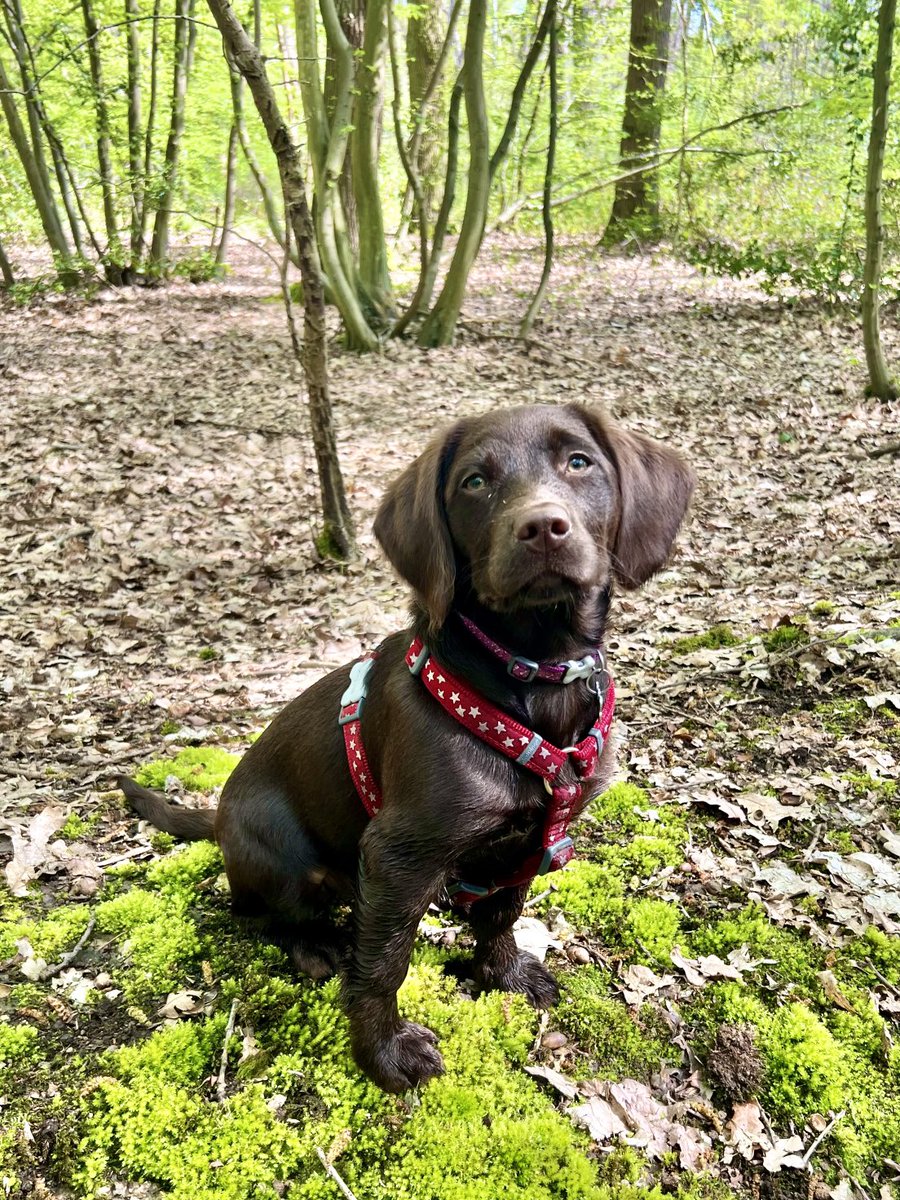 TillyandNancy's tweet photo. Nancy loves the woods, but she loves them more when Tilly comes too! Stitches out Tuesday, so not much longer to wait. ๐ค๐ค๐ถ๐ถ๐ค #DogsOfTwitter #LabradorCross #RescuePuppy #GrowingSoFast https://t.co/pWlovhjExF