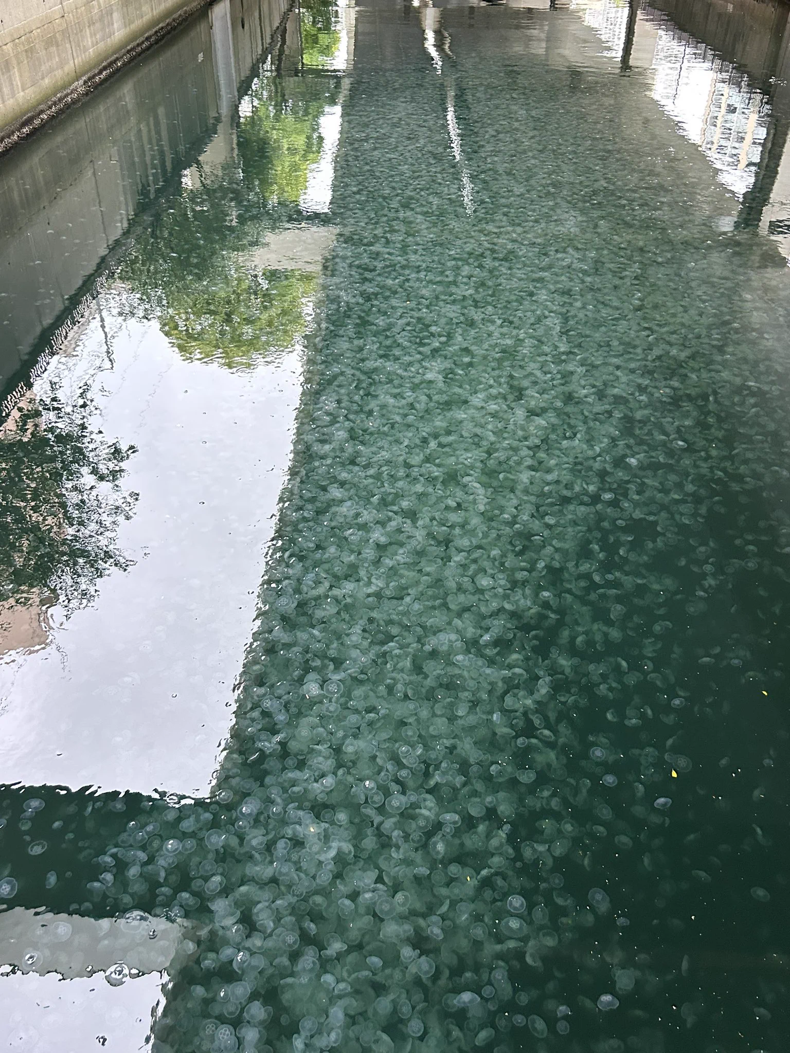 川がなんか白っぽく濁ってる。よく見たらクラゲが民族大移動中