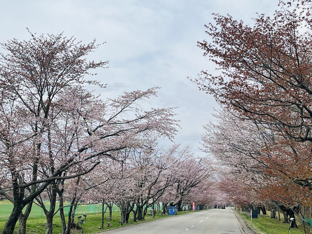 NecoNefit's tweet photo. GW２日目。
北海道に車で初上陸🚗
今年の東京の桜はあっという間だったので
桜並木を観れて良かった。
それにしても北海道はGWなのか？というくらい渋滞知らず😆
＃優駿さくらロード　#さくら https://t.co/Q05e17YTFl