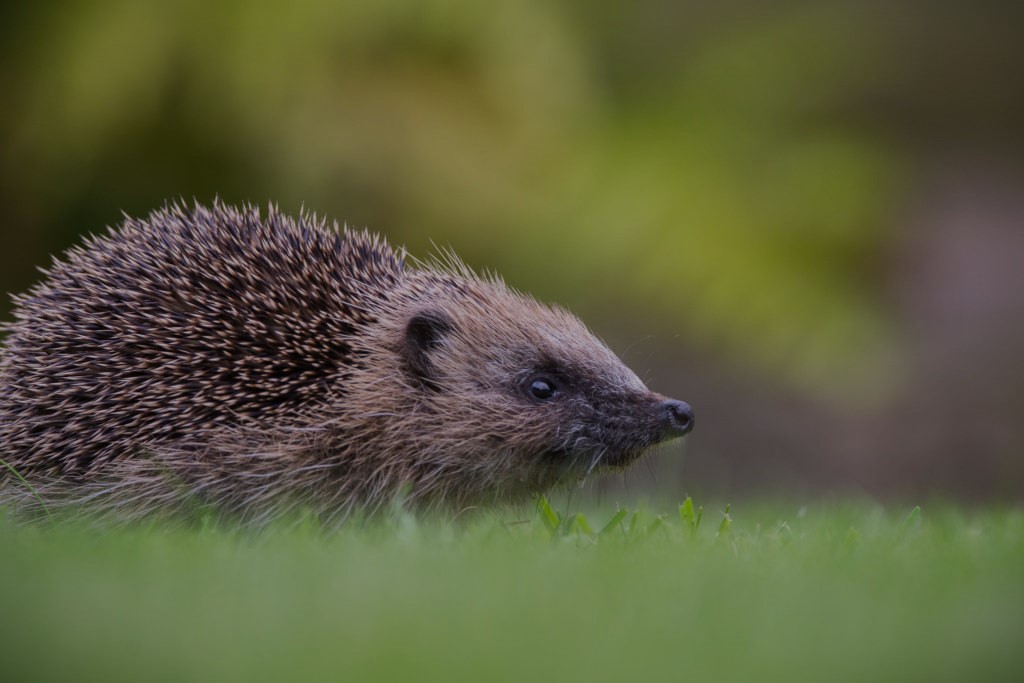 PTES's tweet photo. 🎉🦔 Happy #HedgehogWeek, everyone! 🦔🎉

And wishing a very special happy Hedgehog Week to our brilliant Hedgehog Champions!
Not already signed up? 👉 https://t.co/jnWUOzYKGu

#HedgehogStreet is a joint campaign run by us and @hedgehogsociety

📸Alison Austwick https://t.co/VTt5kEKUnv