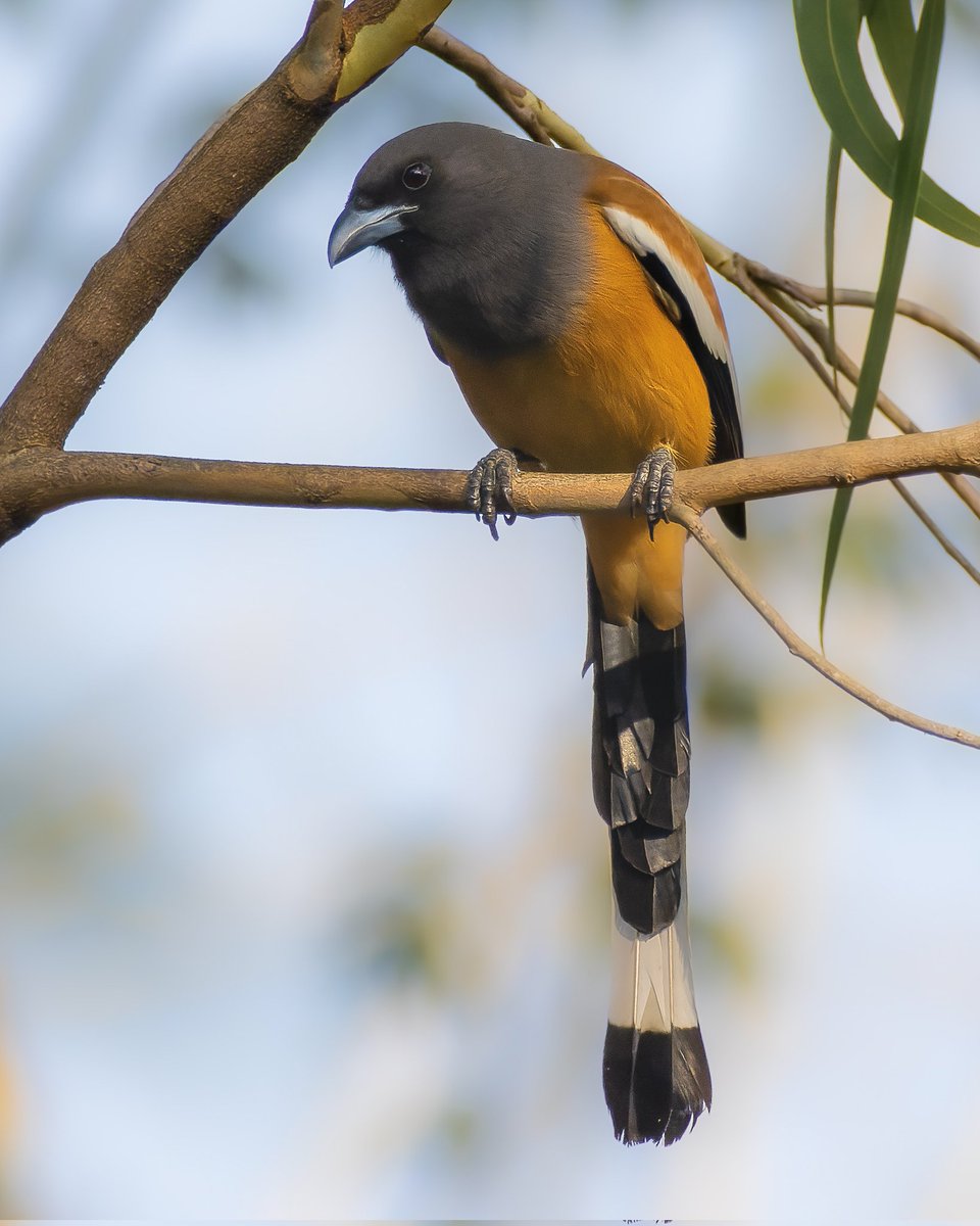 A #rufoustreepie in frame. Happy Sunday folks! #indiAves #birding #birdphotography #birdwatching #BirdsOfTwitter #BirdsSeenIn2023 #birdsofindia #natgeoindia #BBCWildlifePOTD