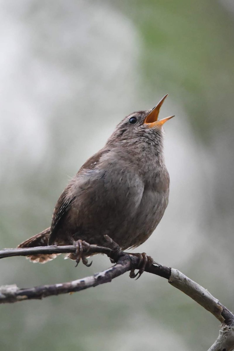 RT @nealesmithworld: Wren 
Bude Cornwall 〓〓 
#wildlife #nature #lovebude 
#bude #Cornwall #Kernow #wildlifephotography #birdwatching
#BirdsOfTwitter
#TwitterNatureCommunity #wren