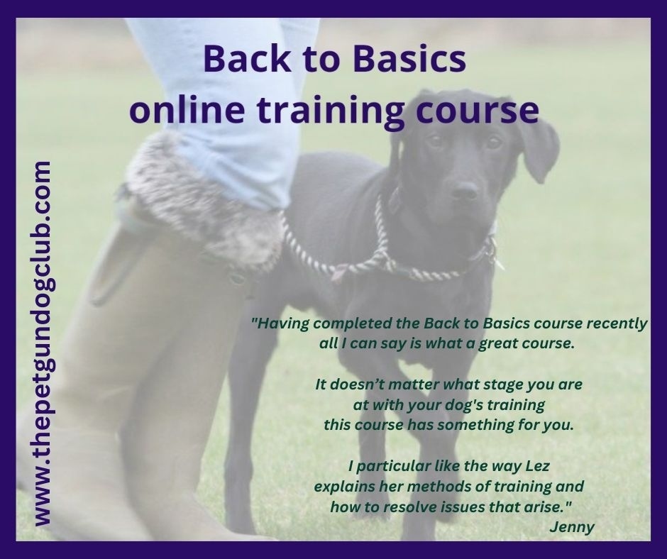 LezGraham's tweet photo. Whether you're a beginner or an experienced handler, it's always a good idea to go back to basics; basic heel work, basic whistle work, and basic retrieving.⁠
⁠
The special Early Bird discount is only available until the end of Sunday 30th April 2023… https://t.co/lfyZ5970a2 https://t.co/9FTwbbQt3A