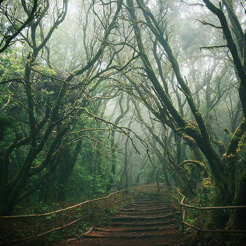 Deadlinedd's tweet photo. Mystical Path, La Gomera, Canary Islands #MysticalPath #LaGomera #CanaryIslands https://t.co/vBZukICEo6 https://t.co/oSRHNUMP8i