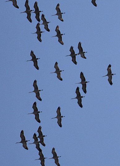 mariahjane78's tweet photo. @CalgaryRASC @FisherSpeaks @JayIsPainting @kmoorephotos Sandhill Cranes over SE Edmonton on April 29th, 2023 around 2pm. https://t.co/oo1UPvQaGY