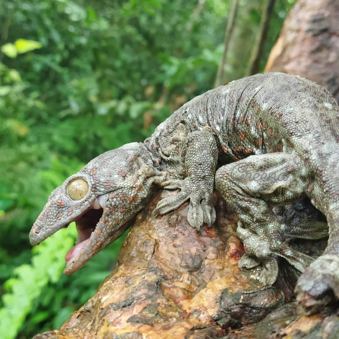 DEVAJIT MORAN #IAmDehingPatkai #Protectmetoo tweet media