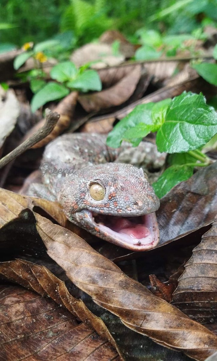 DEVAJIT MORAN #IAmDehingPatkai #Protectmetoo tweet media