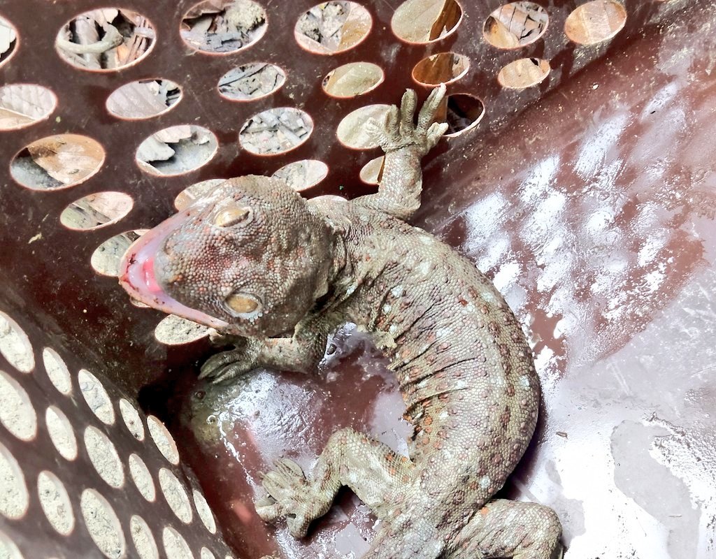 DEVAJIT MORAN #IAmDehingPatkai #Protectmetoo tweet media