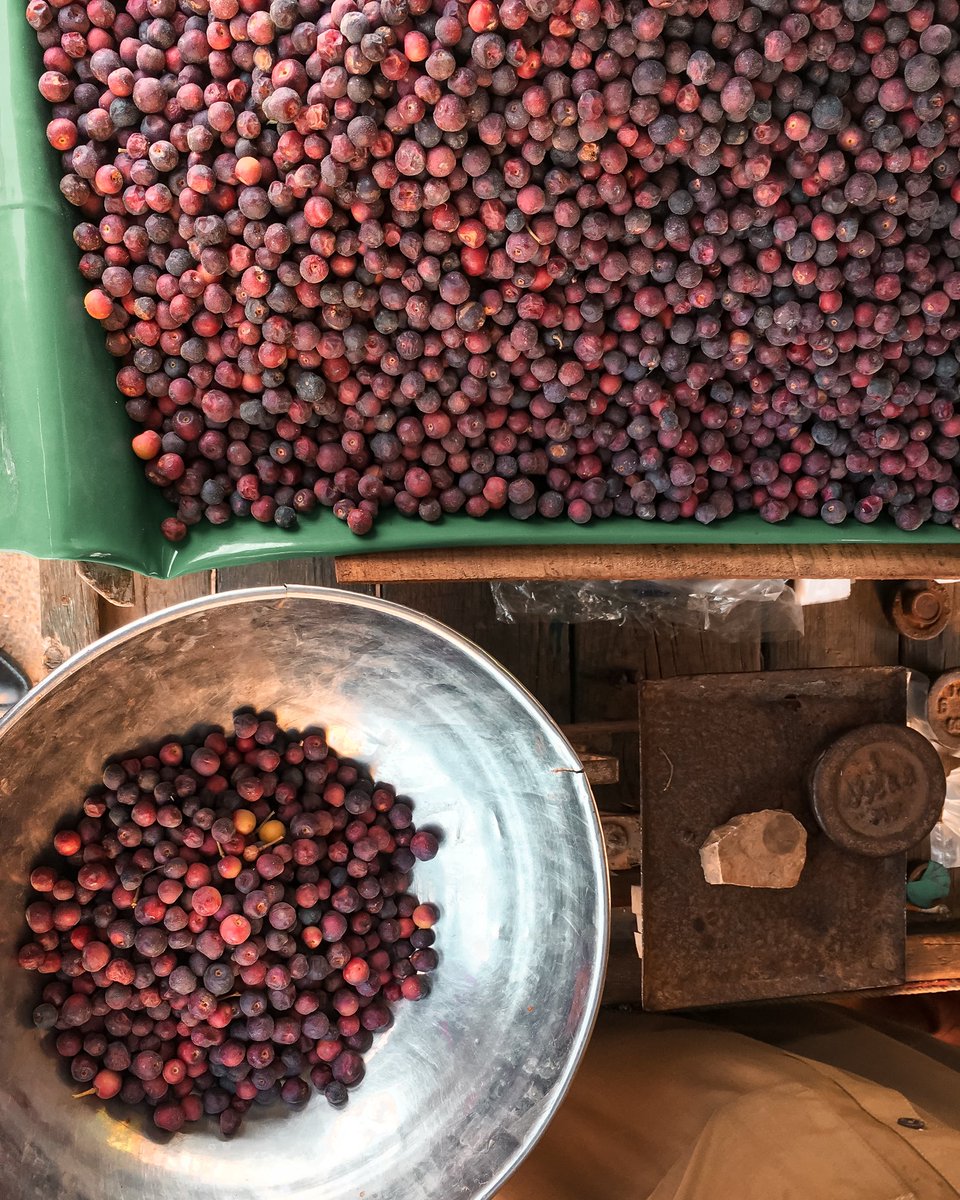 manojrathodd's tweet photo. کراچی میں فالسے آگئے ہیں۔۔ 
#PhalsaSeason #fruit #karachi #pakistan https://t.co/2tfmPUCOcT