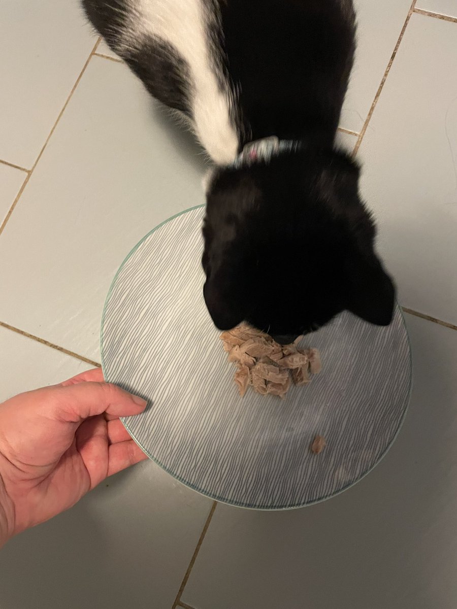 MissyElsie's tweet photo. Mine forst GOBSTOPPER watche in dis keeshon featsure porks couse mes wered goodest gorl. #Hedgewatch #CatsOfTwitter #CatsOnTwitter #TuxieCat #CatsAreFamily #AussieCat https://t.co/TUa5wGfuwm