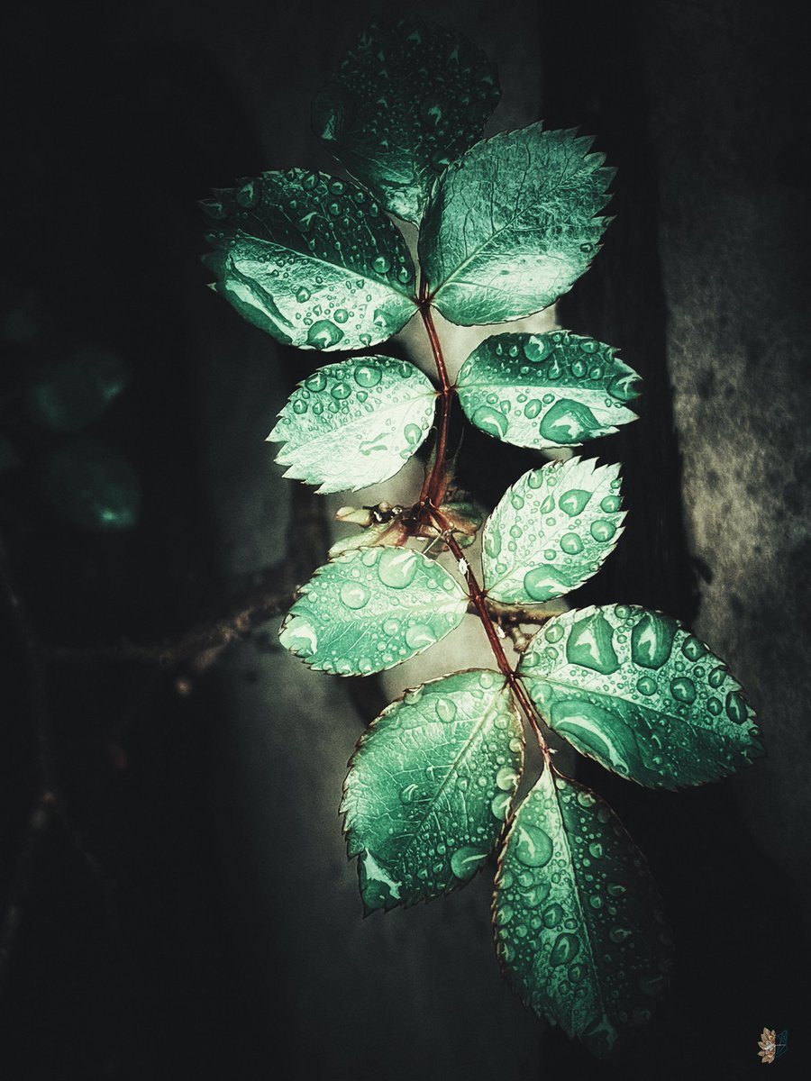 Gm!
Come rain or shine try to find beauty wherever you look.

#photography #HomePhotography #macro #beautiful