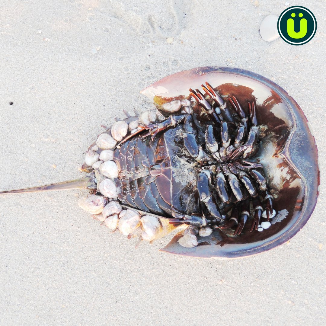 UberFacts on Twitter "Horseshoe crabs are 'living fossils,' meaning