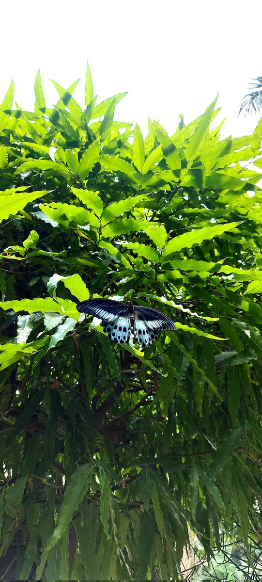 ▪︎trust the magic of new beginnings▪︎ 🦋🍃🌿
#NaturePhotography #butterfliesoftwitter #bluebutterfly #Butterflies #naturelovers