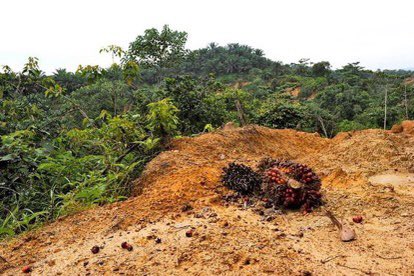 Craig Jones (@craigjones17) on Twitter photo <a href="/PalmOilDetect/">Palm Oil Detectives #BoycottPalmOil</a> <a href="/chesterzoo/">Chester Zoo</a> <a href="/FerreroUK/">Ferrero UK & Ireland</a> <a href="/UKgovcomms/">Government Communication Service</a> Palm oil has never and will never be sustainable. This confusing narrative while smiling for the camera and holding a toy Orangutan is disgusting <a href="/FerreroUK/">Ferrero UK & Ireland</a> How can a crop grown in the ash’s of dead orangutans be sustainable? <a href="/DrBirute/">Biruté Mary Galdikas</a> <a href="/PalmOilDetect/">Palm Oil Detectives #BoycottPalmOil</a> @georgecmcgavin <a href="/PalmOilDetect/">Palm Oil Detectives #BoycottPalmOil</a> <a href="/chesterzoo/">Chester Zoo</a> <a href="/FerreroUK/">Ferrero UK & Ireland</a> <a href="/UKgovcomms/">Government Communication Service</a> Palm oil has never and will never be sustainable. This confusing narrative while smiling for the camera and holding a toy Orangutan is disgusting <a href="/FerreroUK/">Ferrero UK & Ireland</a> How can a crop grown in the ash’s of dead orangutans be sustainable? <a href="/DrBirute/">Biruté Mary Galdikas</a> <a href="/PalmOilDetect/">Palm Oil Detectives #BoycottPalmOil</a> @georgecmcgavin