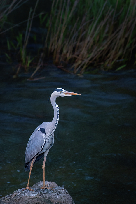 UnderwaterSecr2's tweet photo. New artwork for sale! - "Gray heron overlook" - https://t.co/ycuUwb8spX @fineartamerica https://t.co/B4ERrARFFu