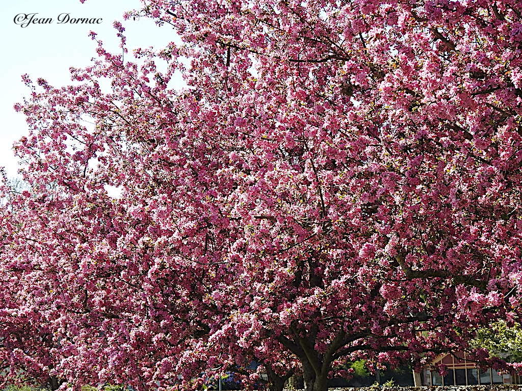 JeanDornac's tweet photo. Explosion de fleurs roses sur ce pommier de Chine pour ravir nos âmes en dépit des grandes tristesse du temps que nous vivons… #explosion #fleurs #roses #pommier #Chine #âmes #tristesses #temps #vivons #parc #médiathèque #Lannion #CôteArmor #Bretagne #France https://t.co/JK7lAmwxTt