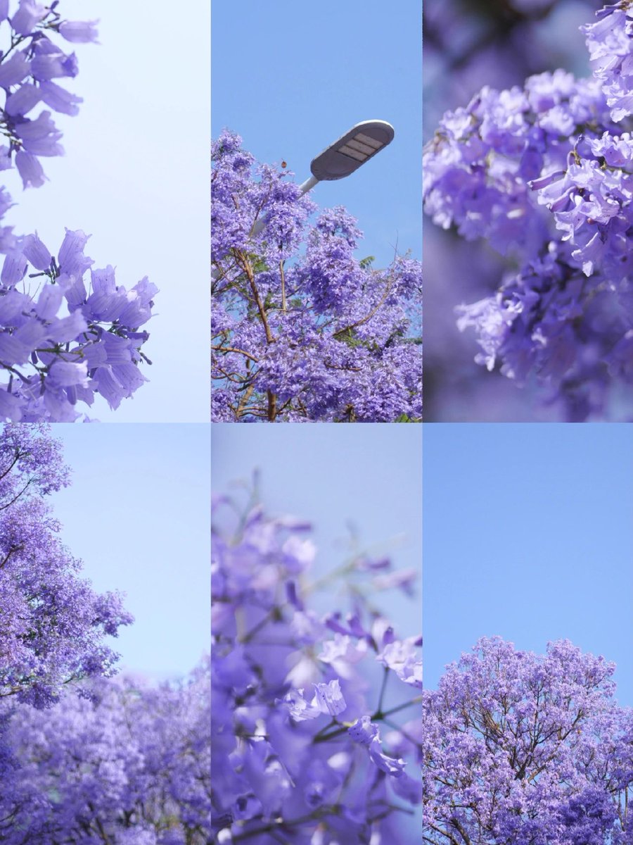 suxiaoxiao001's tweet photo. 昆明蓝花楹
Jacaranda kunmingensis https://t.co/k8bZxPY2pW