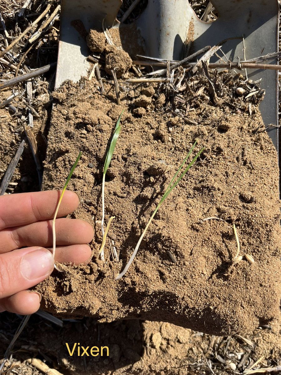 Nick Eyres tweet media