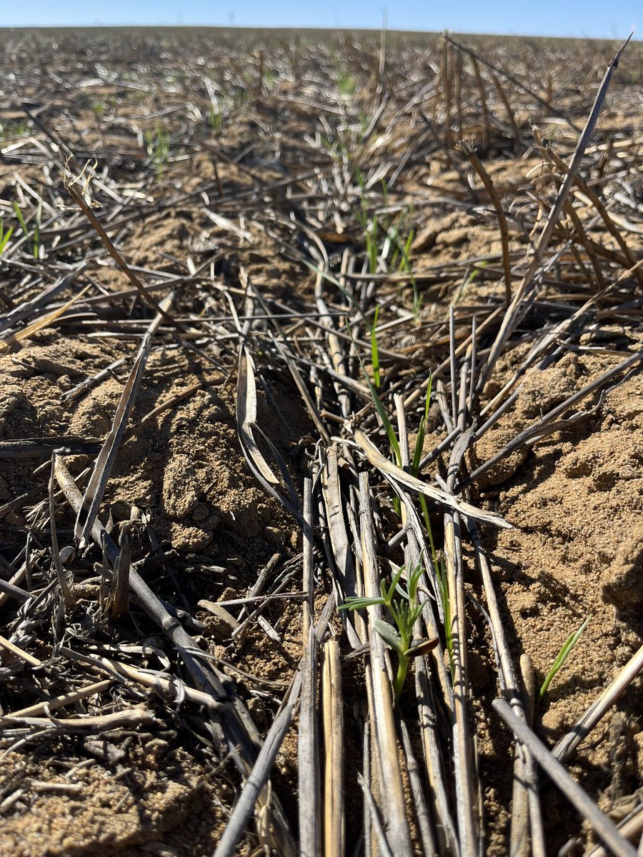 Nick Eyres tweet media