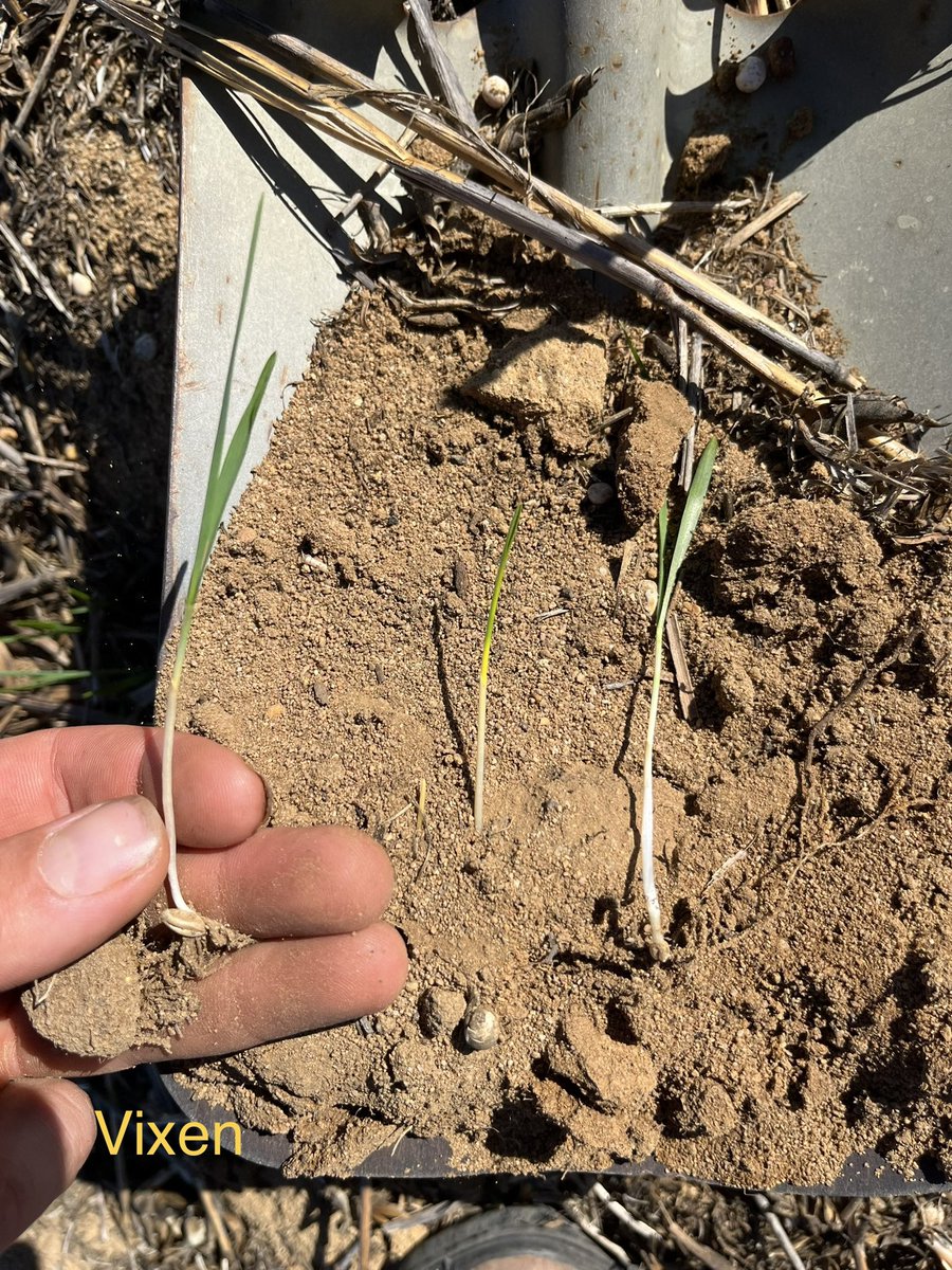 Nick Eyres tweet media