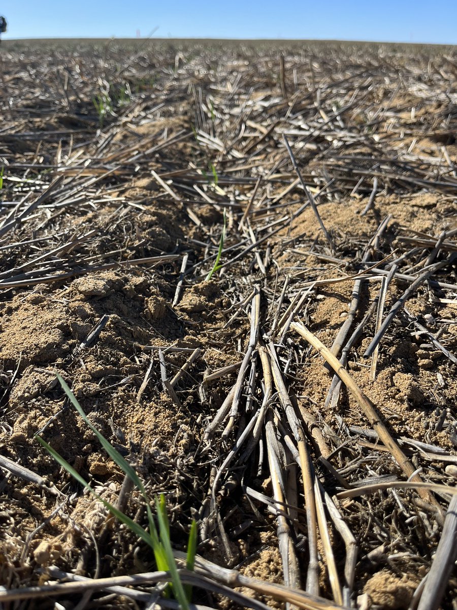 Nick Eyres tweet media