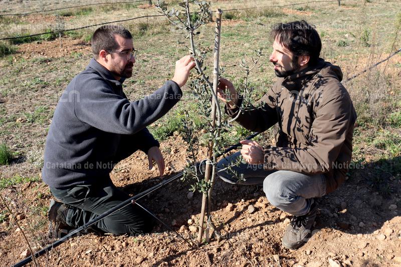 ACNcampTGN's tweet photo. 📝REPORTATGE ACN

Una empresa de la Nou de Gaià recupera carrasques de #gla dolça a partir d'exemplars que conserven a Horta de Sant Joan.

Balanotrees elabora i ven empelts d'aquesta alzina i promou el consum humà del fruit.

✍️@neeusbq i @aferrass 

https://t.co/FMWMZdR2Co https://t.co/uh2QOihg3s