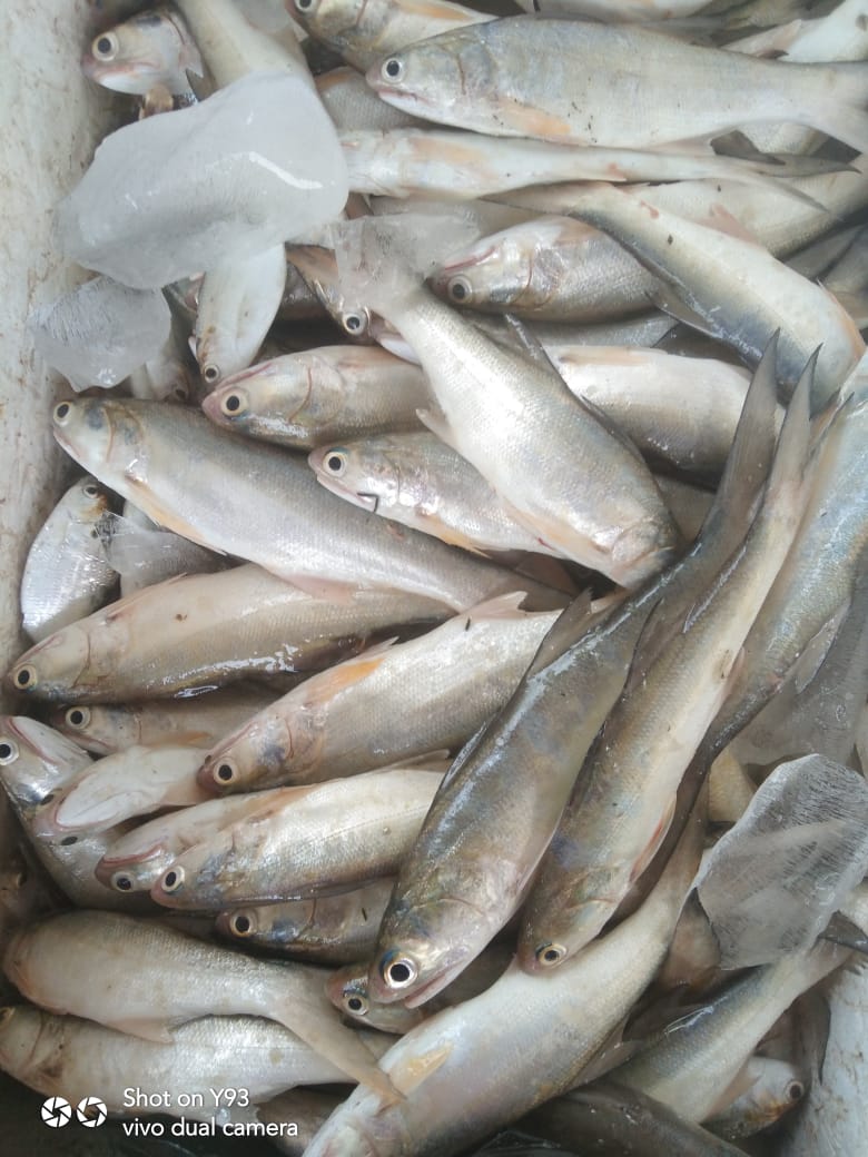 Ali_Akbar28_'s tweet photo. Minggu(30/4), Ali Akbar, Luhkan Tana tidung, KUB Intimung Taka, Ds Tana Merah, melaporkan tangkapan Ikan senangin dan Kepiting, Gill Net dan Ambau, 30 April, Sebanyak 20 kg dan 3 kg, harga jual 35.000 dan 120.000/Kg
#GiatluhkanSatminkBitung #Tanatidung  #Tangkap https://t.co/TsuXz6Mmch