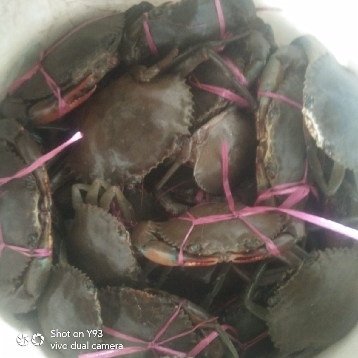 Ali_Akbar28_'s tweet photo. Minggu(30/4), Ali Akbar, Luhkan Tana tidung, KUB Intimung Taka, Ds Tana Merah, melaporkan tangkapan Ikan senangin dan Kepiting, Gill Net dan Ambau, 30 April, Sebanyak 20 kg dan 3 kg, harga jual 35.000 dan 120.000/Kg
#GiatluhkanSatminkBitung #Tanatidung  #Tangkap https://t.co/TsuXz6Mmch