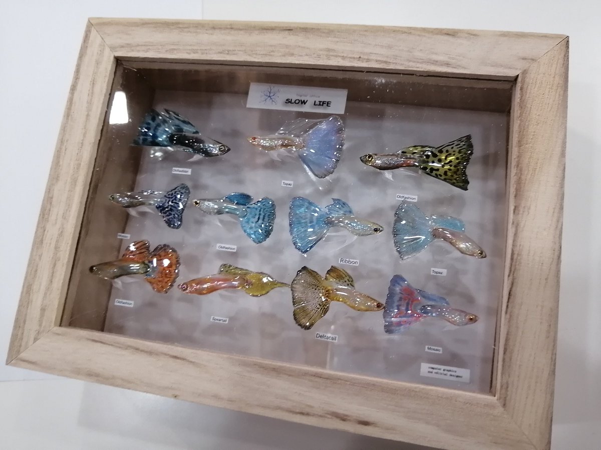 UdyZm's tweet photo. 今年のブリフェスの戦利品(๑´pq`๑)♡
生きてるみたいですごくキレイ
#アクアブリーダーズフェスタ2023 　#ブリフェス　#グッピー https://t.co/b7NgfnhKRQ