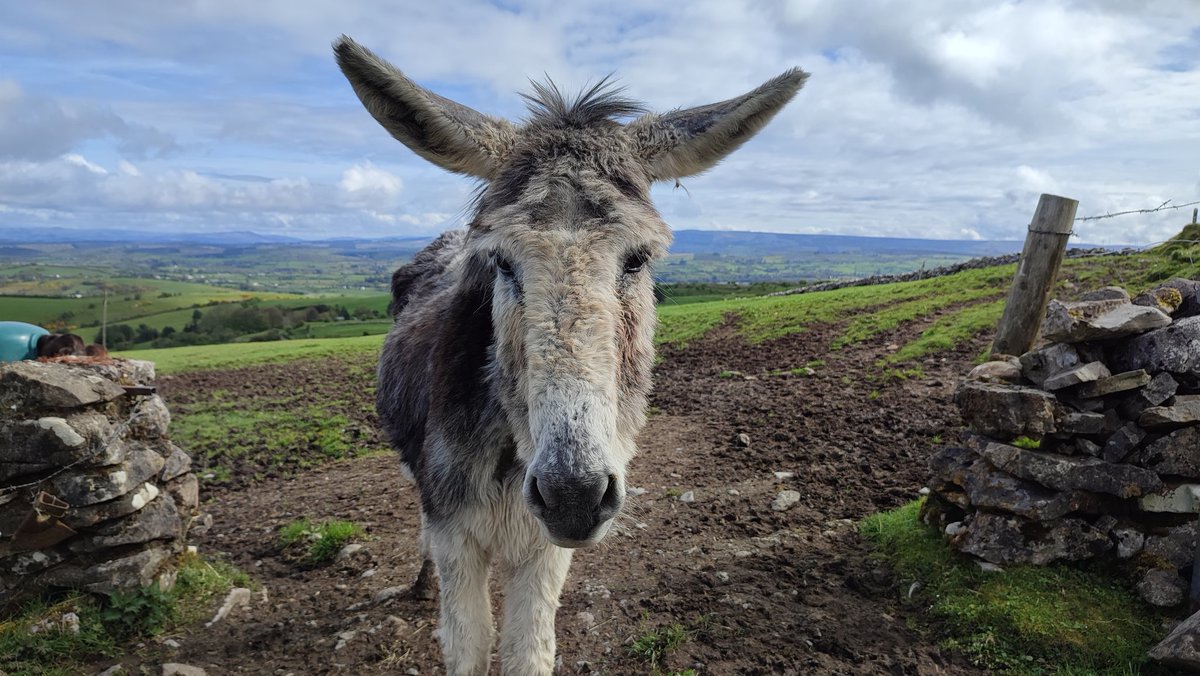 Yesterday was such a special day. This is Violet, one of the many residents at the Sathya Sai Donkey Sanctuary in Sligo. You can visit from 10-4 every weekend. You'll be glad you did #heartofsligo #heartofireland