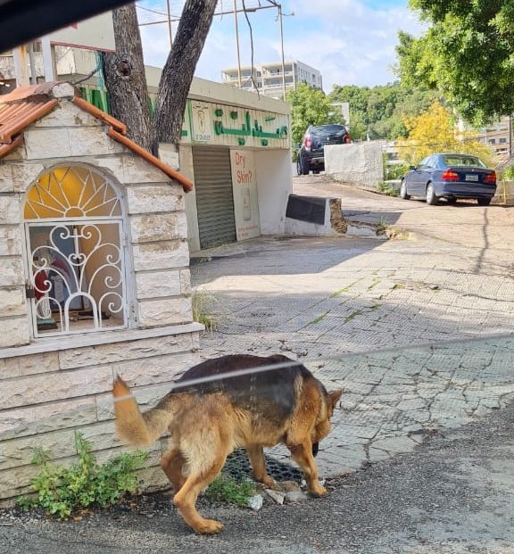 ⚠️شوهد امام صيدلية سان شارل⚠️
ونازل نزول بإتجاه #بعبدا. شوهد صباح اليوم حوالي 09:30am. هربان او ضايع او تخلوا عنه؟ هو German shepherd وجدا اليف ومدرب ومهذّب. اللي مضيّع كلب من هالنوع او بيعرف شي عنه، رجاء يحاول يلاقيه بمحيط المنطقة.