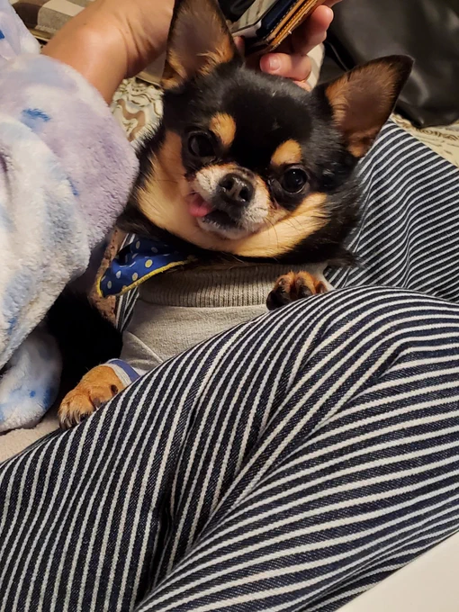 うちの愛犬のむさしが本日15:30頃に天国に旅立ちました。重度の肺気腫でした。約10年、長い間お世話させてくれてほんまにありがとう。またどこかで会いたいです
