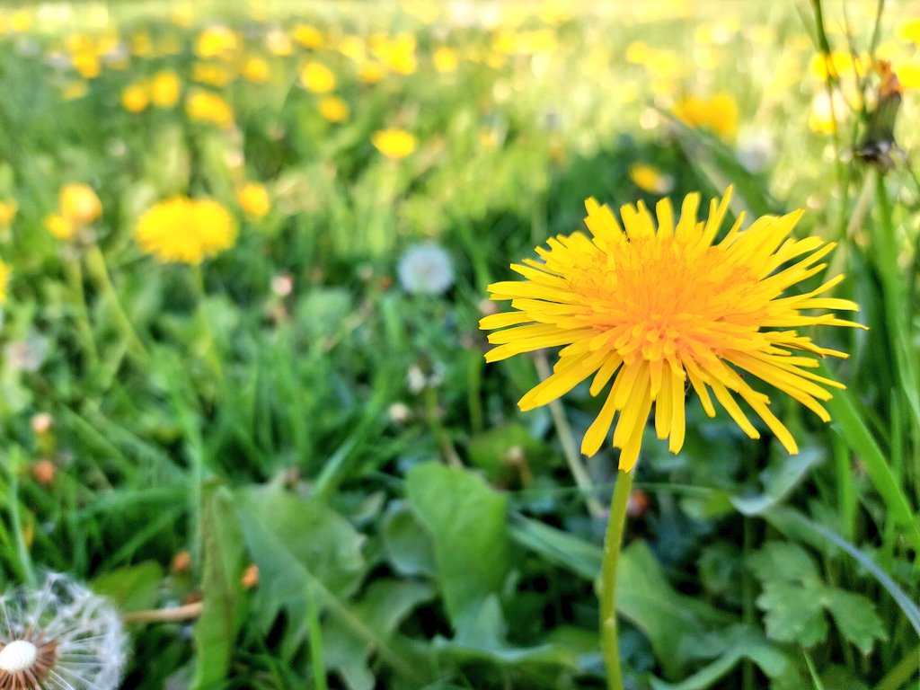 Happy #InternationalDayoftheDandelion #dandelions #wildflowers #MoreThanWeeds