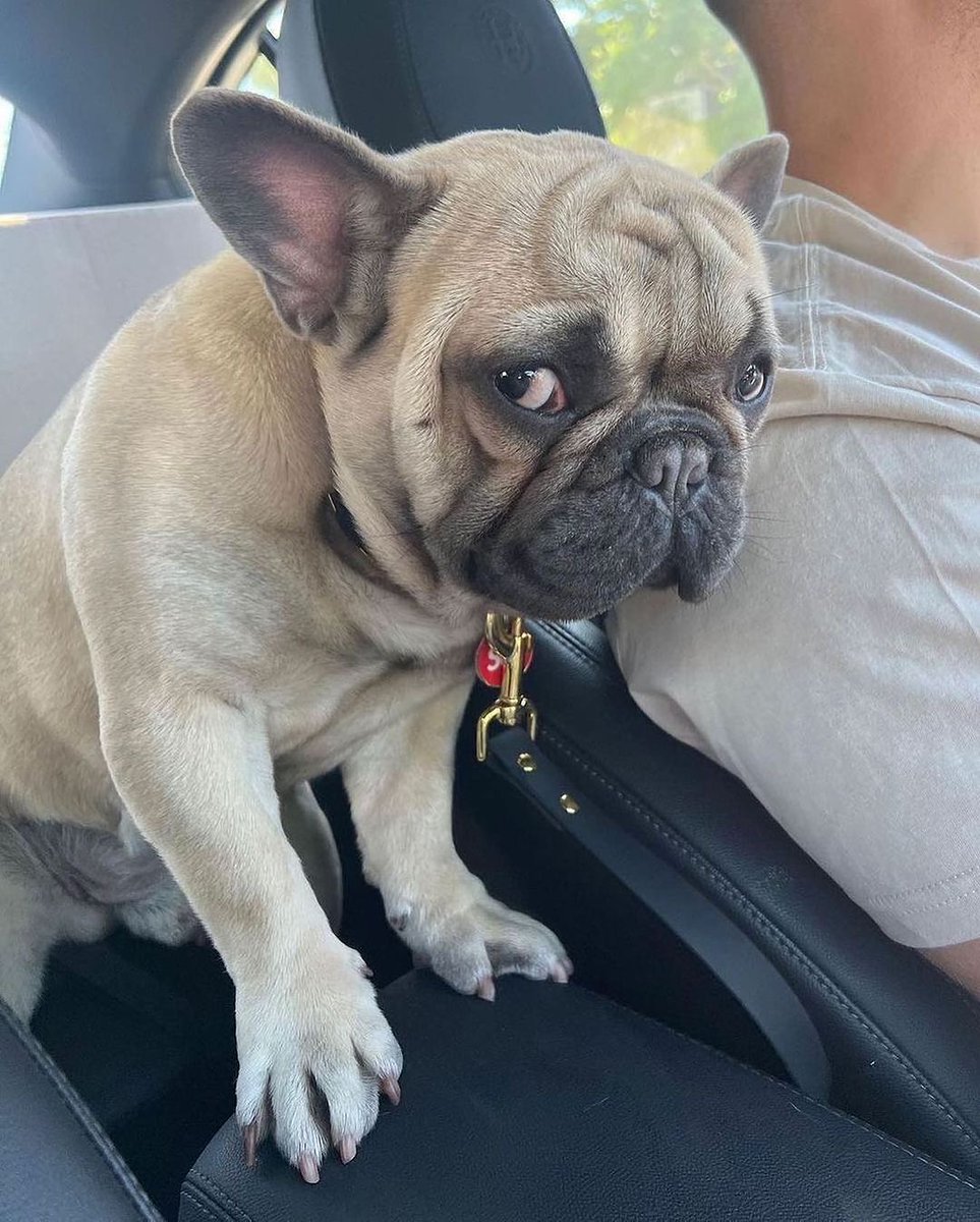 #frenchbulldog #Frenchie #dogsoftwitter