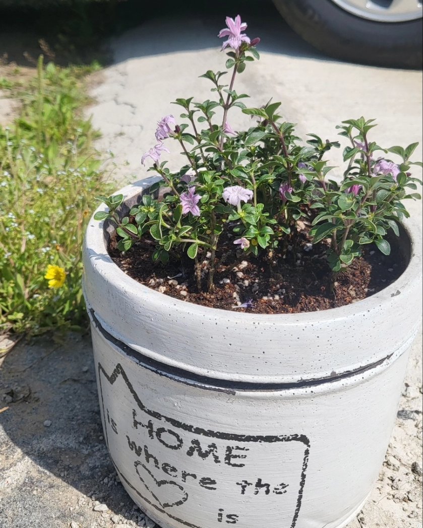 꽃 피어있는 식물들 엄마한테 가져다 드렸는데
집으로 돌아오는길엔 엄마의 식물들을
식재해서 델꾸와버렸네🥰
엄마 고마오🩷