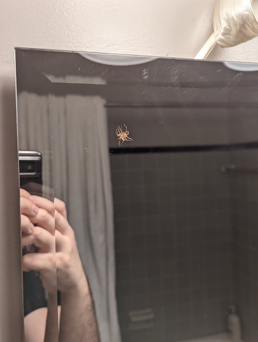 Bird Motif tweet media