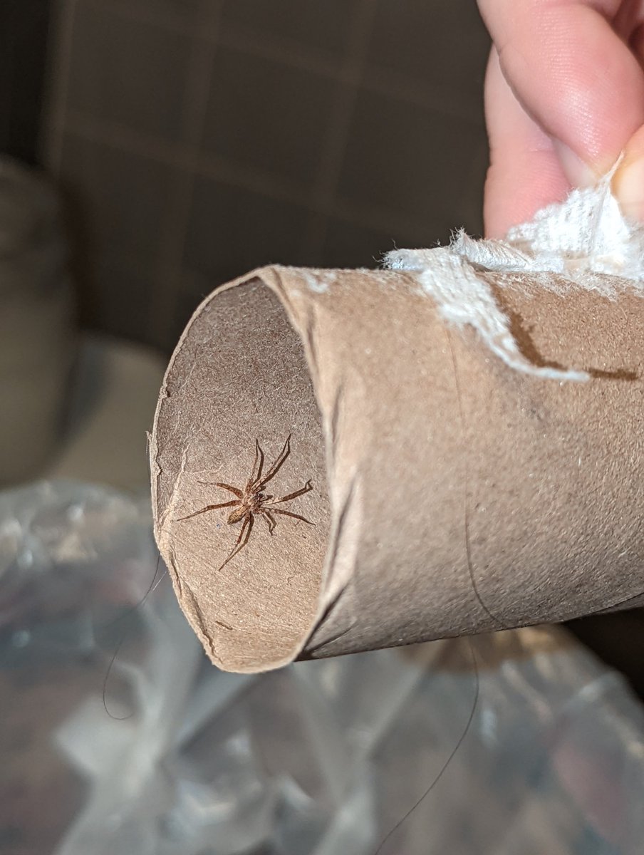 Bird Motif tweet media