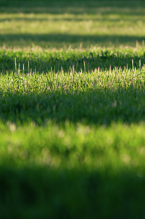 UnderwaterSecr2's tweet photo. New artwork for sale! - "Sun stripes grass" - https://t.co/S7Tzuu9d55 @fineartamerica https://t.co/E0sX92eUuS