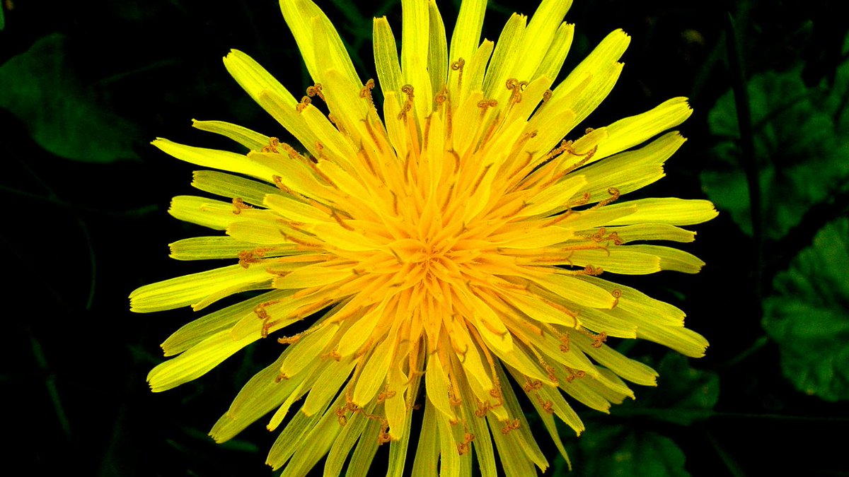 Photo Credit: https://commons.wikimedia.org/wiki/File:Top_view_of_a_dandelion.JPG