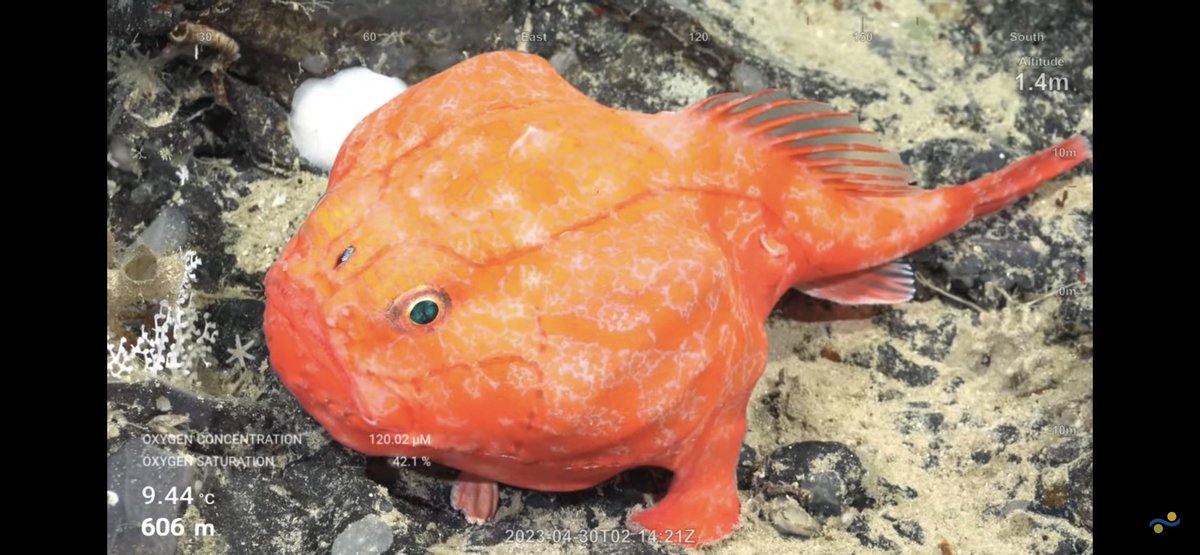 CaliKatBird's tweet photo. Chaunax! Look how it “stands” on its fins. @SchmidtOcean #WhitingBank https://t.co/ApxTevVTzX