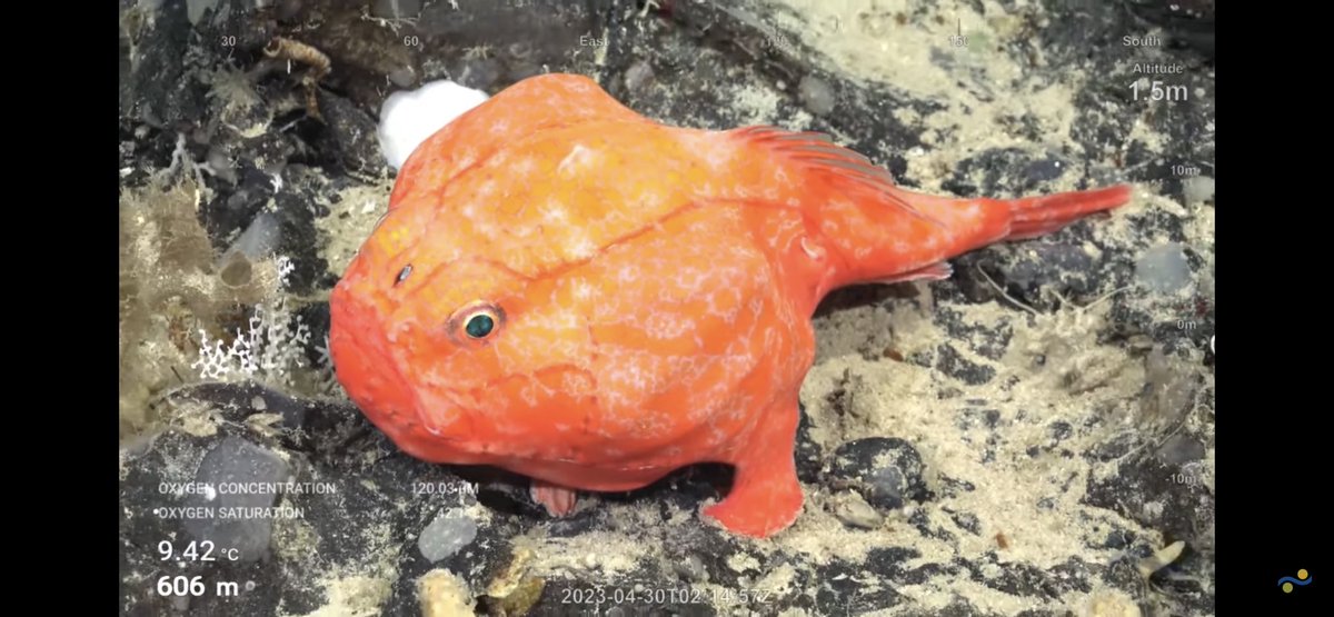 CaliKatBird's tweet photo. Chaunax! Look how it “stands” on its fins. @SchmidtOcean #WhitingBank https://t.co/ApxTevVTzX