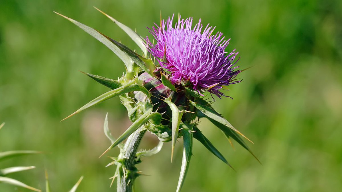 Photo Credit: https://en.wikipedia.org/wiki/File:Milk_thistle_flowerhead.jpg