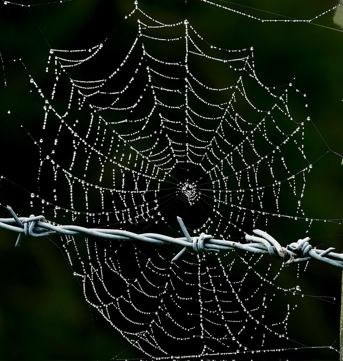 AdeysAlthorp's tweet image. Web and wire juxtaposition.
Conservation@althorp.com #spidersweb #Althorppark