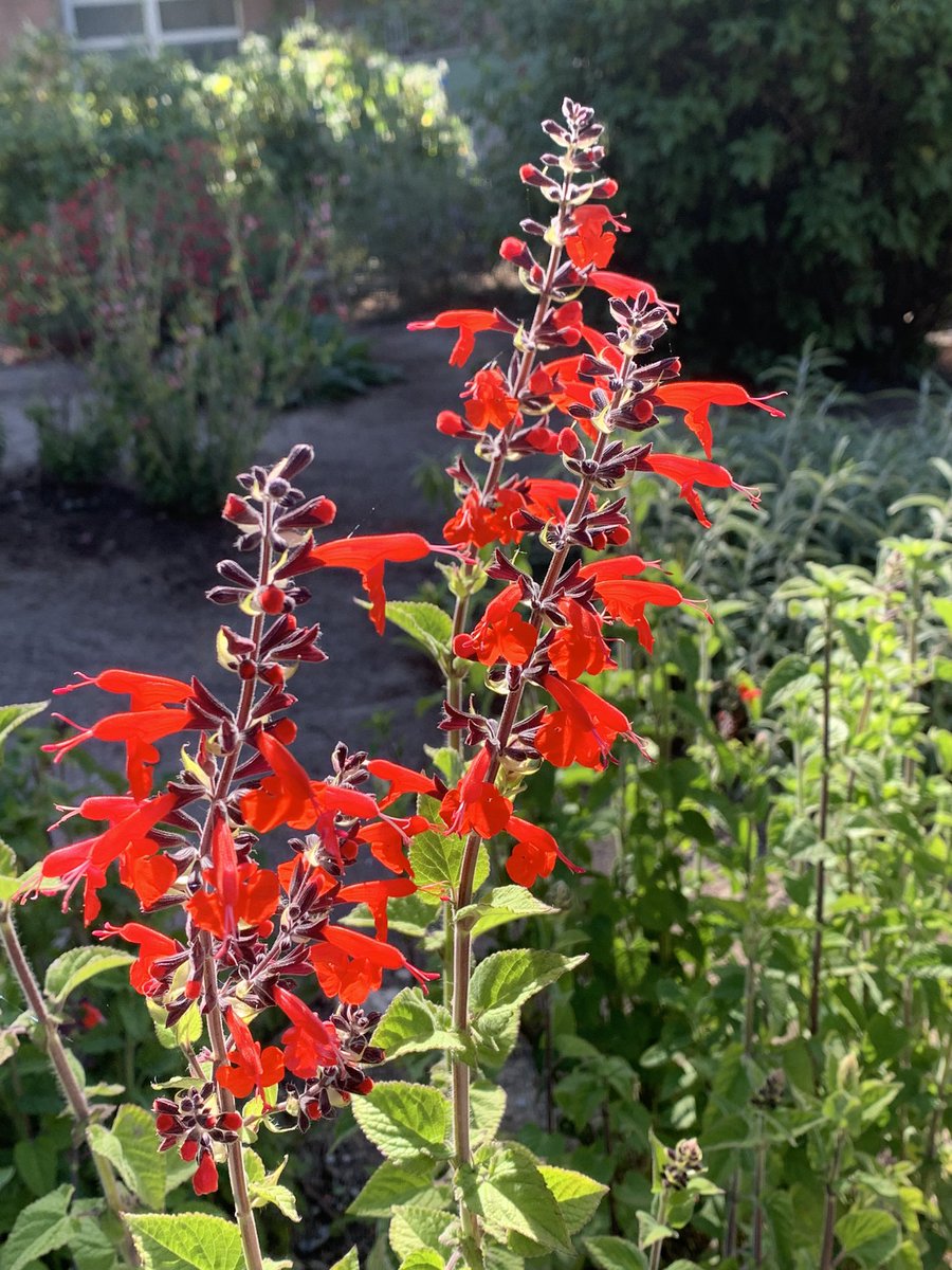 Domani, primo maggio, l’Orto Botanico rimarrà aperto dalle 13 alle 18 per consentirvi di trascorrere un bel pomeriggio di festa tra i viali alberati e le collezioni in mostra #hbk #hbklife #visitcagliari #visitsardegna #Cagliari #Sardegna
