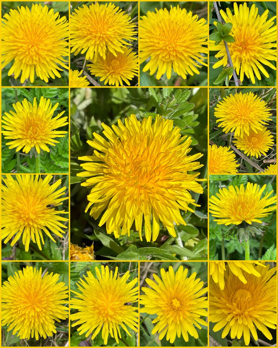 Jan 🌷🌿🦋 tweet media