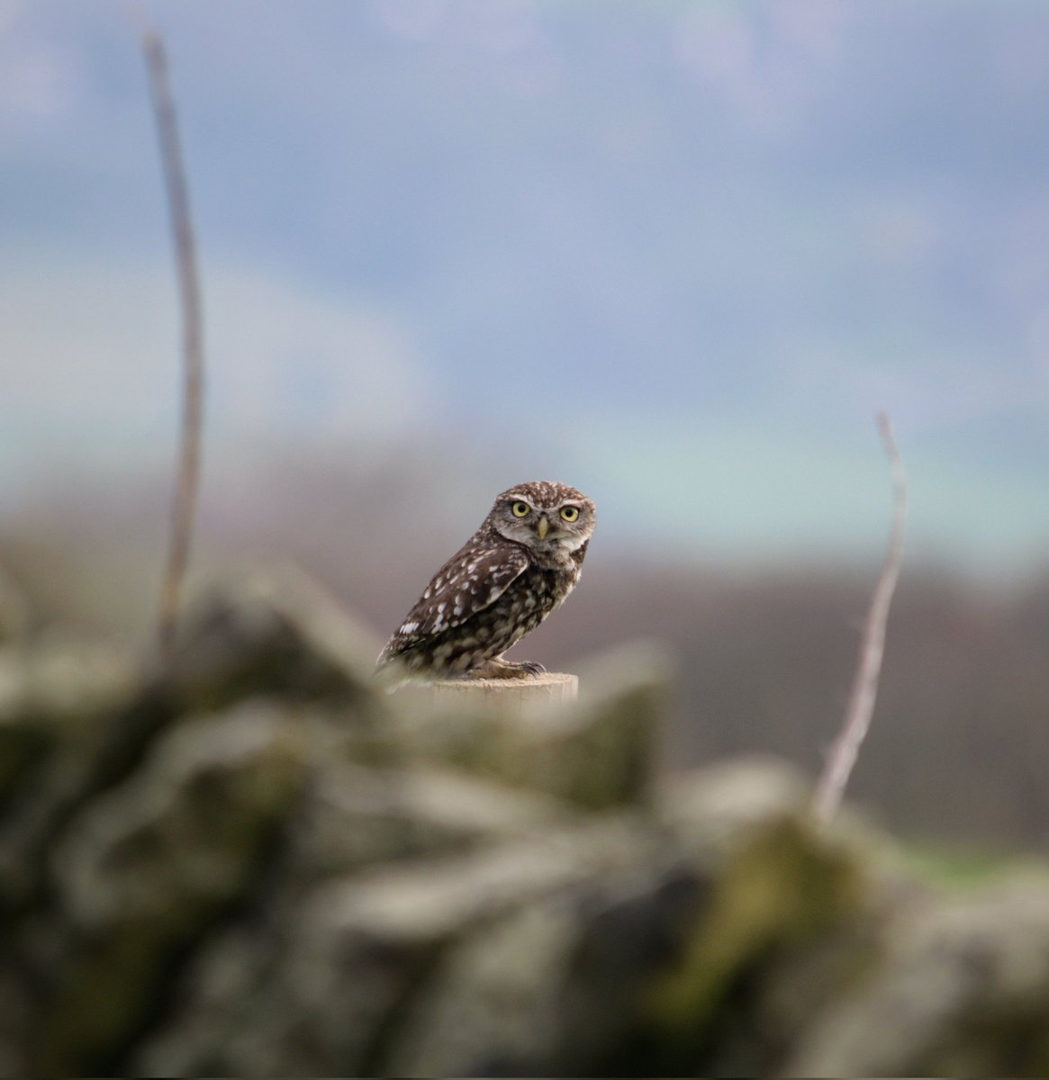 YorksLad5's tweet photo. Little Owl perched on a fence post close to the road side a short distance from home. The first in a long while. 🦉 #TwitterNatureCommunity #TwitterNaturePhotography #Owl #nature #NaturePhotography #birds #birdphotography #birdwatching #BirdsSeenIn2023 #ThePhotoHour https://t.co/HFIiZThahe