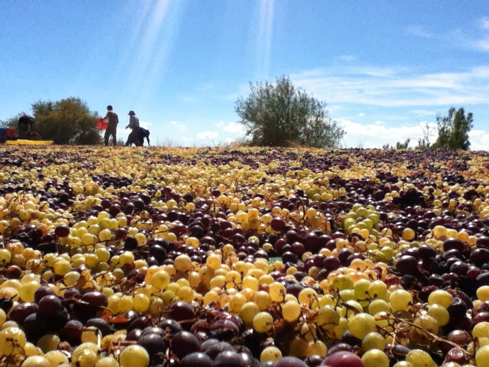 enoceowine's tweet photo. That wine, which sustains a territory
#commandaria #cypruswine https://t.co/gzuWjT9Zzk